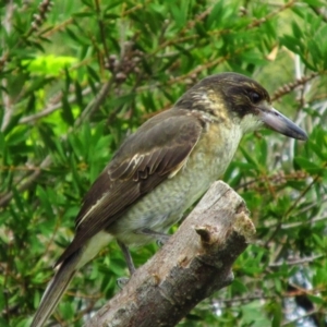 Cracticus torquatus at Richardson, ACT - 9 Apr 2014