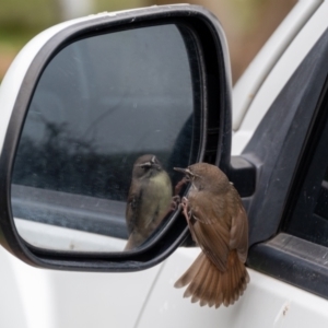 Sericornis frontalis at Wallaroo, NSW - 16 Aug 2024 11:09 AM