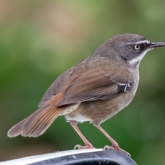 Sericornis frontalis at Wallaroo, NSW - 16 Aug 2024 11:09 AM