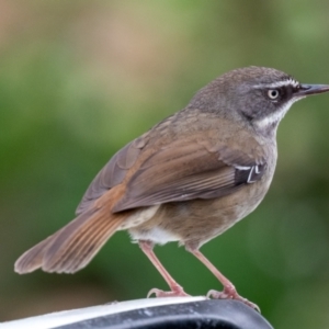 Sericornis frontalis at Wallaroo, NSW - 16 Aug 2024 11:09 AM