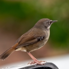 Sericornis frontalis at Wallaroo, NSW - 16 Aug 2024 11:09 AM