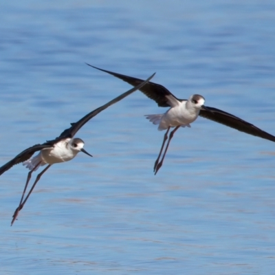 Himantopus leucocephalus (Pied Stilt) at Rottnest Island, WA - 26 Apr 2024 by jb2602