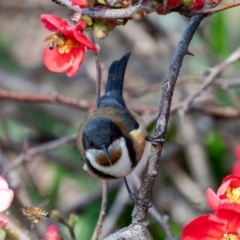 Acanthorhynchus tenuirostris (Eastern Spinebill) at Wallaroo, NSW - 15 Aug 2024 by Jek