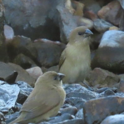 Lonchura castaneothorax (Chestnut-breasted Mannikin) at Mutarnee, QLD - 17 Aug 2024 by lbradley