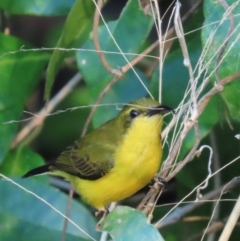 Cinnyris frenatus (Sahul Sunbird) at Rollingstone, QLD - 17 Aug 2024 by lbradley