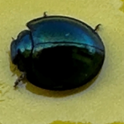 Halmus chalybeus (Steel-blue labybird) at Mutarnee, QLD - 17 Aug 2024 by lbradley