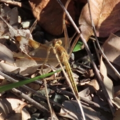 Neurothemis stigmatizans (Painted Grasshawk) at Yuruga, QLD - 17 Aug 2024 by lbradley