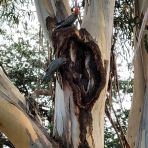 Callocephalon fimbriatum at Deakin, ACT - suppressed