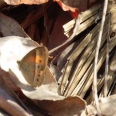 Mycalesis terminus (Orange Bush-brown) at Yuruga, QLD - 17 Aug 2024 by lbradley