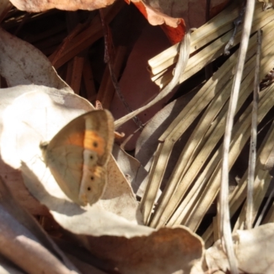 Mycalesis terminus (Orange Bush-brown) at Yuruga, QLD - 17 Aug 2024 by lbradley