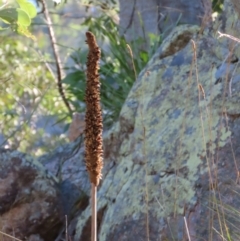 Xanthorrhoea (genus) at Yuruga, QLD - suppressed