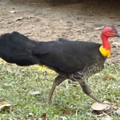 Alectura lathami (Australian Brush-turkey) at Yuruga, QLD - 17 Aug 2024 by lbradley