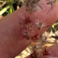 Melinis repens (Red Natal Grass) at Yuruga, QLD - 17 Aug 2024 by lbradley