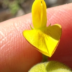 Unidentified Pea at Yuruga, QLD - 17 Aug 2024 by lbradley