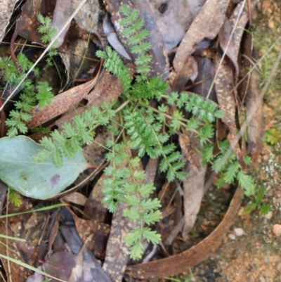 Acaena (genus) (A Sheep's Burr) at Kambah, ACT - 17 Aug 2024 by Clarel