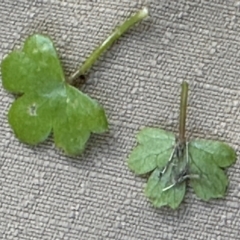 Hydrocotyle acutiloba (Pennywort) at Yuruga, QLD - 17 Aug 2024 by lbradley