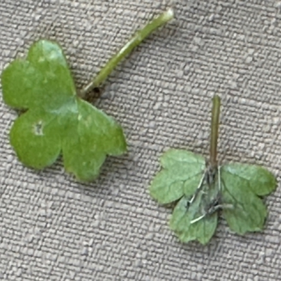 Hydrocotyle acutiloba (Pennywort) at Yuruga, QLD - 17 Aug 2024 by lbradley