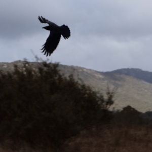 Corvus coronoides at Kambah, ACT - 17 Aug 2024