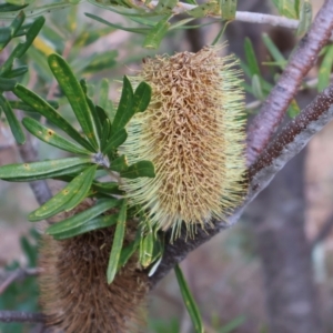 Banksia marginata at Kambah, ACT - 17 Aug 2024 10:59 AM