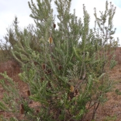 Banksia marginata at Kambah, ACT - 17 Aug 2024 10:59 AM