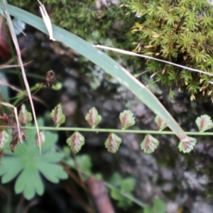 Asplenium flabellifolium at Kambah, ACT - 17 Aug 2024