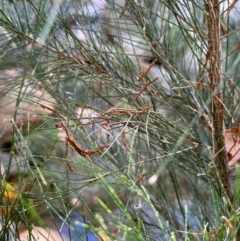 Casuarina cunninghamiana subsp. cunninghamiana (River She-Oak, River Oak) at Yuruga, QLD - 17 Aug 2024 by lbradley