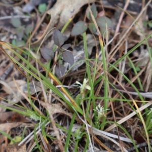 Carex breviculmis at Kambah, ACT - 17 Aug 2024