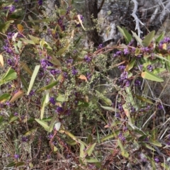 Hardenbergia violacea (False Sarsaparilla) at Kambah, ACT - 17 Aug 2024 by Clarel