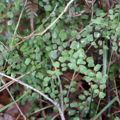 Adiantum aethiopicum (Common Maidenhair Fern) at Kambah, ACT - 17 Aug 2024 by Clarel