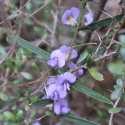 Hovea heterophylla (Common Hovea) at Kambah, ACT - 17 Aug 2024 by Clarel