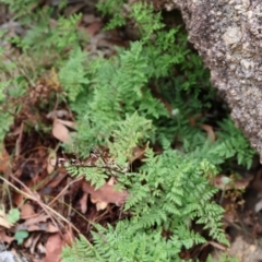 Cheilanthes austrotenuifolia (Rock Fern) at Kambah, ACT - 17 Aug 2024 by Clarel