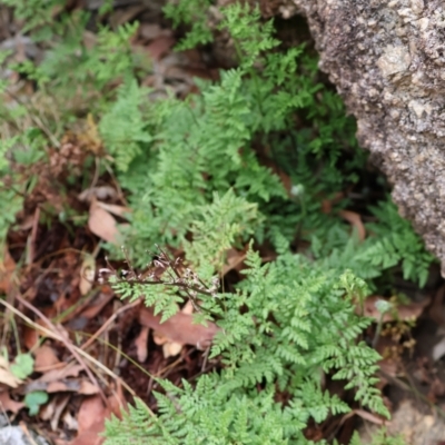 Cheilanthes austrotenuifolia (Rock Fern) at Kambah, ACT - 17 Aug 2024 by Clarel