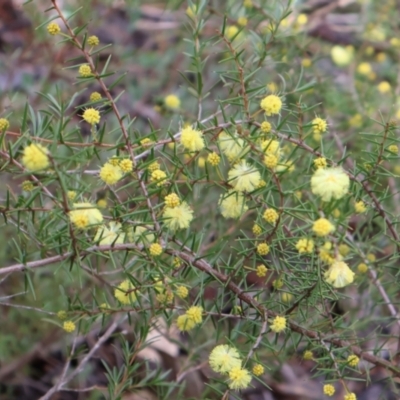 Acacia ulicifolia (Prickly Moses) at Kambah, ACT - 17 Aug 2024 by Clarel