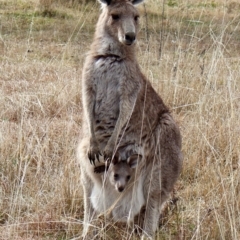 Macropus giganteus (Eastern Grey Kangaroo) at Kambah, ACT - 17 Aug 2024 by Clarel