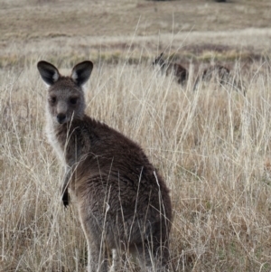 Macropus giganteus at Kambah, ACT - 17 Aug 2024