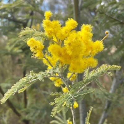 Acacia dealbata (Silver Wattle) at Kambah, ACT - 17 Aug 2024 by Clarel