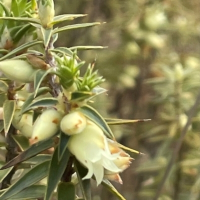 Melichrus urceolatus (Urn Heath) at Kambah, ACT - 16 Aug 2024 by Clarel