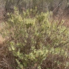 Melichrus urceolatus at Kambah, ACT - 17 Aug 2024