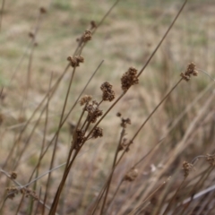 Juncus australis (Australian Rush) at Kambah, ACT - 17 Aug 2024 by Clarel