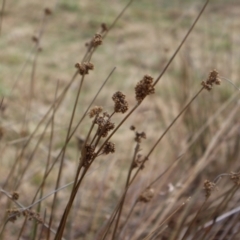 Juncus australis (Australian Rush) at Kambah, ACT - 16 Aug 2024 by Clarel