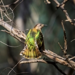 Chrysococcyx lucidus (Shining Bronze-Cuckoo) at Pialligo, ACT - 16 Aug 2024 by trevsci