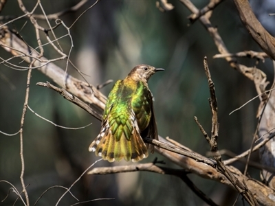 Chrysococcyx lucidus (Shining Bronze-Cuckoo) at Pialligo, ACT - 16 Aug 2024 by trevsci