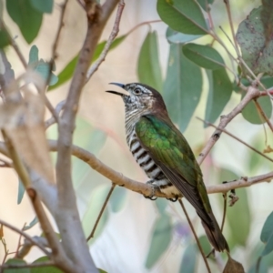 Chrysococcyx lucidus at Pialligo, ACT - 16 Aug 2024 11:30 AM