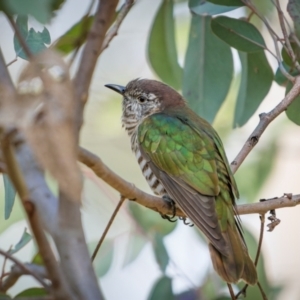 Chrysococcyx lucidus at Pialligo, ACT - 16 Aug 2024 11:30 AM