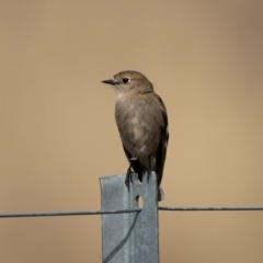 Petroica phoenicea (Flame Robin) at Pialligo, ACT - 16 Aug 2024 by trevsci