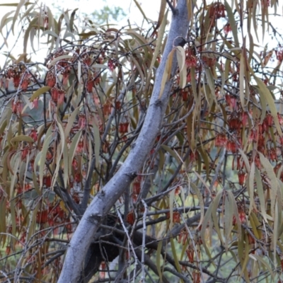 Amyema pendula subsp. pendula (Drooping Mistletoe) at Kambah, ACT - 17 Aug 2024 by Clarel