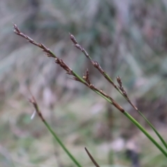 Lepidosperma laterale (Variable Sword Sedge) at Kambah, ACT - 17 Aug 2024 by Clarel