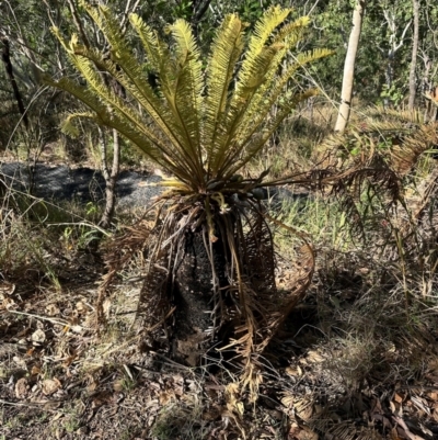 Cycas media (Australian Nut-Palm) at Yuruga, QLD - 17 Aug 2024 by lbradley