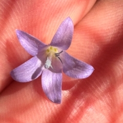 Wahlenbergia capillaris (Tufted Bluebell) at Yuruga, QLD - 17 Aug 2024 by lbradley