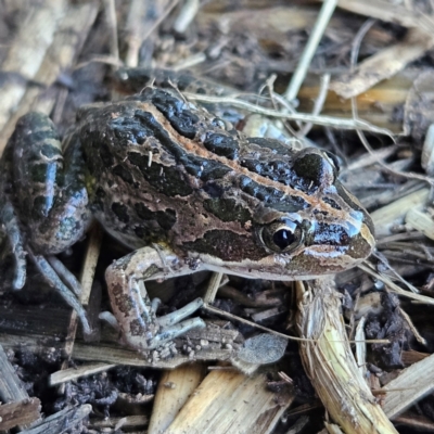 Limnodynastes tasmaniensis (Spotted Grass Frog) at Braidwood, NSW - 17 Aug 2024 by MatthewFrawley